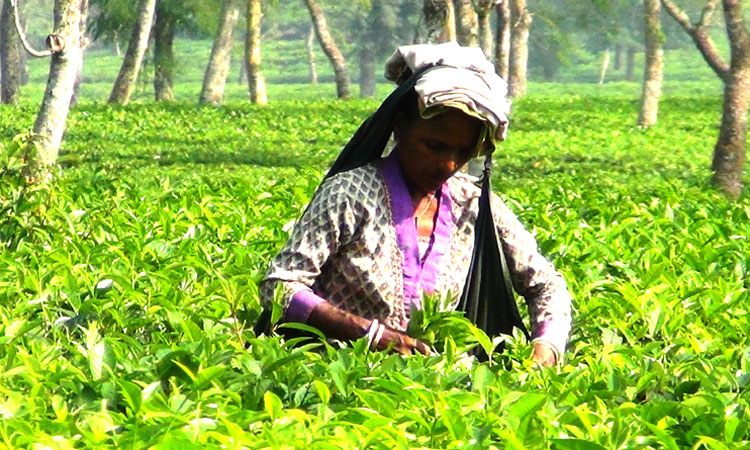 শ্রীমঙ্গলে দেড় কোটি টাকার চা নিলামে বিক্রি