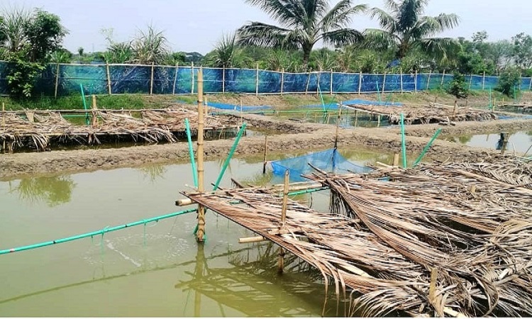 পুকুরেই উৎপাদন হবে গলদা চিংড়ির পোনা