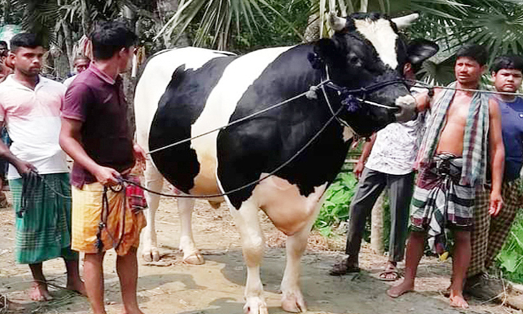 ৪২ মণের সুলতানকে নিয়ে তোলপাড়