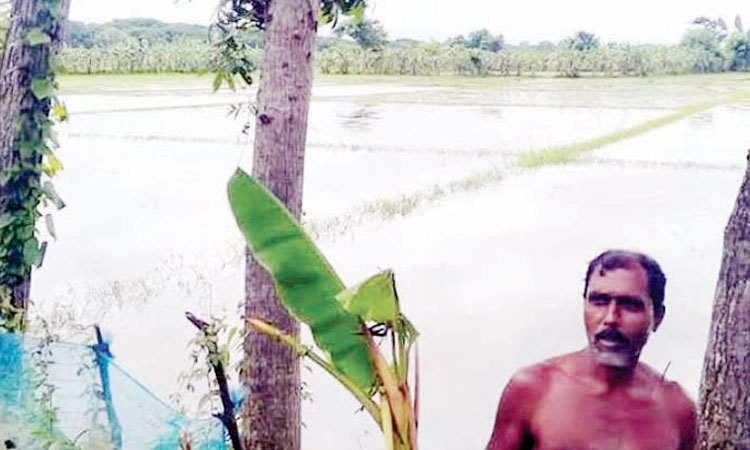 খুলনায় ভারি বর্ষণে তলিয়ে গেছে আমন বীজতলা, কৃষকরা হতাশ