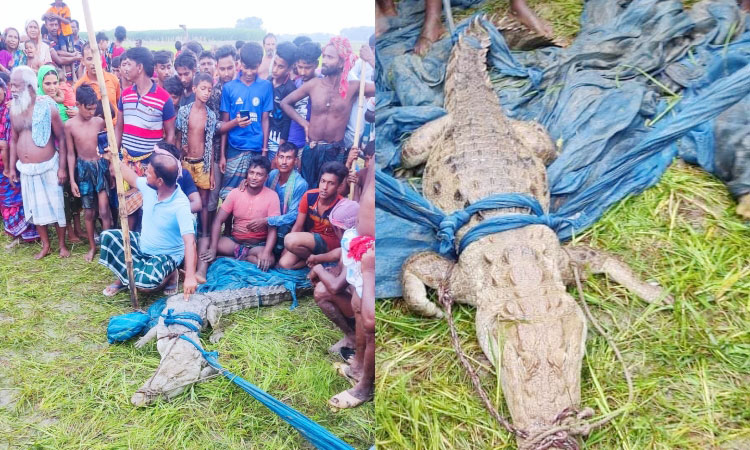 ফরিদপুরে উদ্ধার হওয়া কুমিরের ঠাঁই হচ্ছে গাজীপুর সাফারি পার্কে