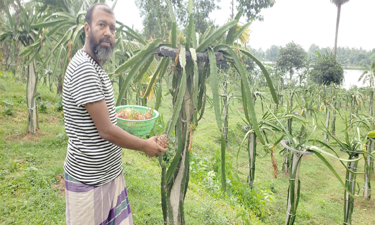 কালিয়াকৈরে ড্রাগন চাষে সাফল্য