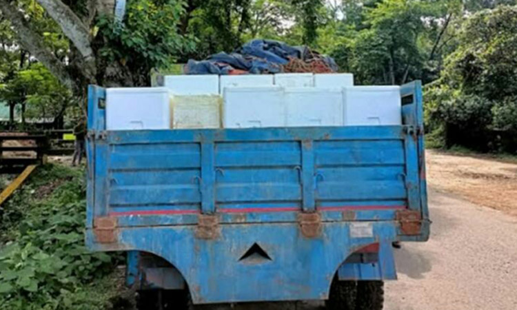 আখাউড়া স্থল বন্দর দিয়ে ভারতে ইলিশ রপ্তানি শুরু