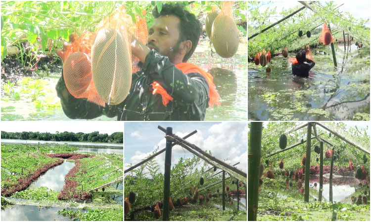 গোপালগঞ্জে ভাসমান তরমুজ চাষে সফলতা