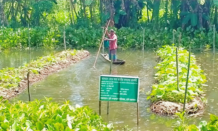 ঝালকাঠিতে জনপ্রিয় হচ্ছে ভাসমান সবজি চাষ