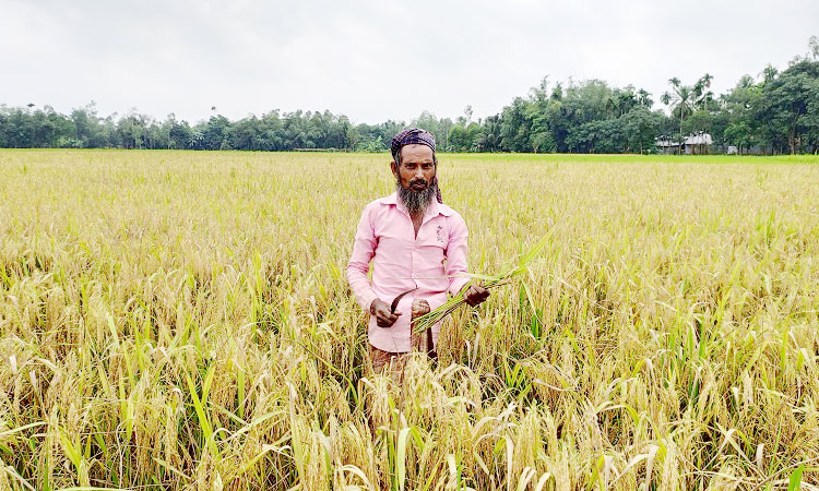 শেরপুরে আমনের শীষে কৃষকের স্বপ্ন