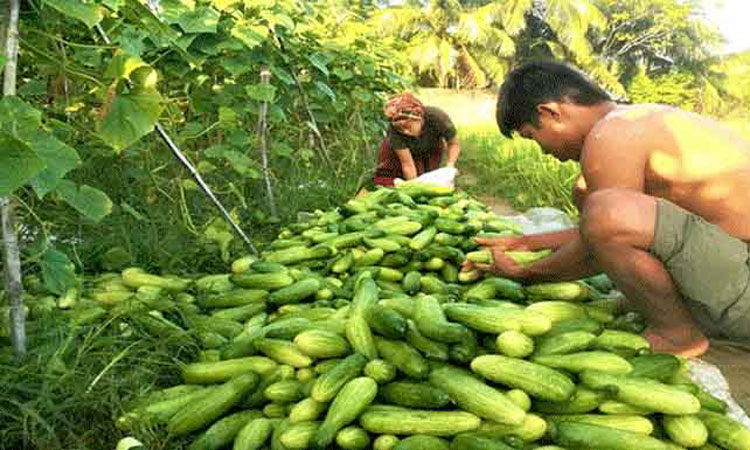 লক্ষ্মীপুরে শসা চাষে বদলে গেছে প্রান্তিক কৃষকের দিন