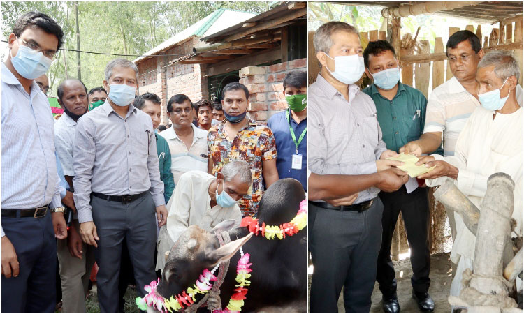 নয়া শতাব্দীতে সংবাদ প্রকাশ, গরু পেলেন সেই দম্পতি