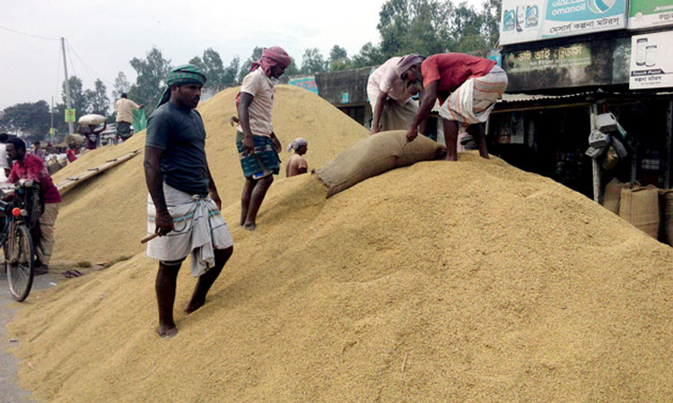 ২৭ টাকায় ধান ও ৪০ টাকায় চাল কিনবে সরকার