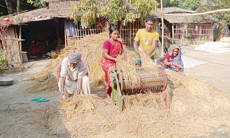 মধুখালীতে আগাম আমন চাষে লাভবান কৃষক