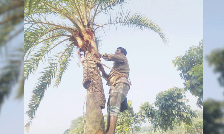 লালপুরে খেজুর গুড় সংগ্রহে ব্যাস্ত গাছিরা