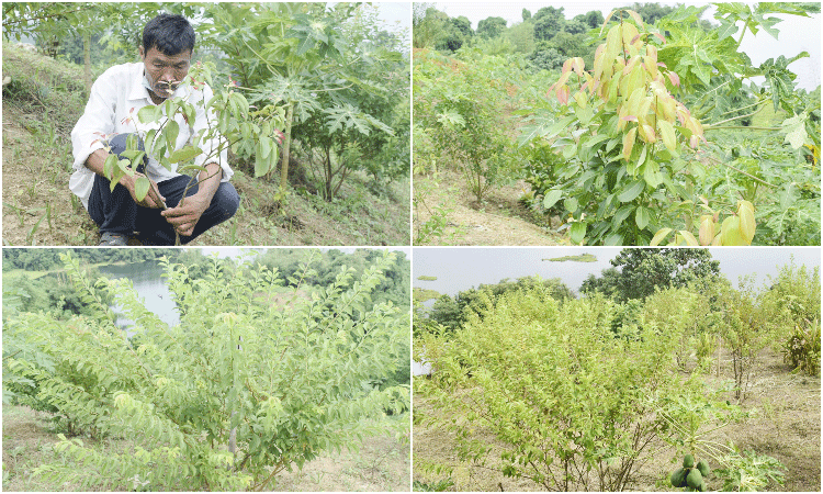 পাহাড়ে ফলছে দামী মসলা