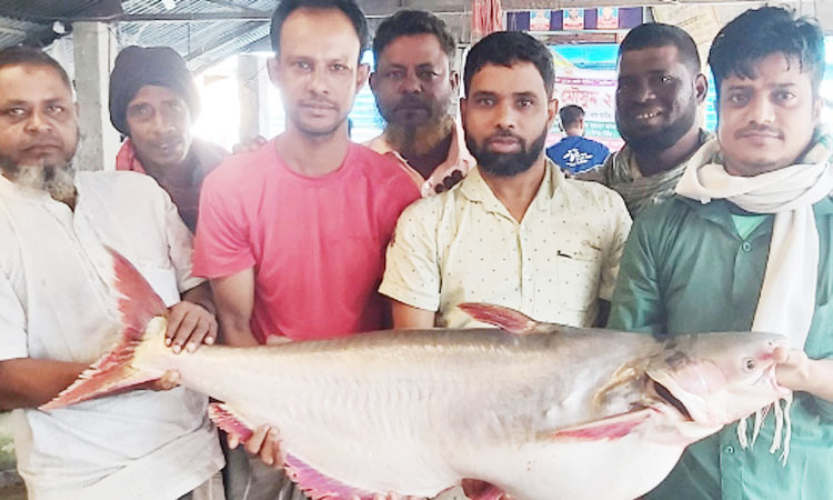 ২৬ কেজির পাঙ্গাশের দাম ২৪ হাজার টাকা