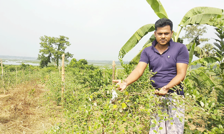 টেক্সটাইল ইঞ্জিনিয়ার থেকে কৃষি উদ্যোক্তা সাইদুল 