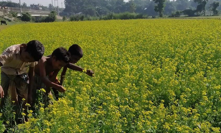 হোসেনপুরে বিস্তীর্ণ চরাঞ্চলে হলুদের মেলা