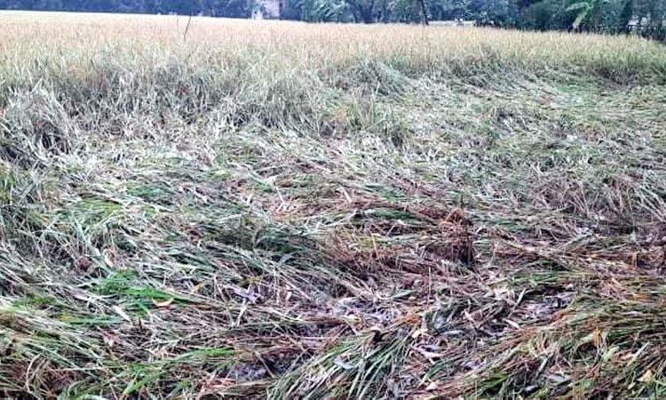 বৃষ্টিতে ফসলের ক্ষতি, দুশ্চিতায় কৃষক