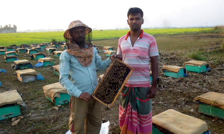 চলনবিলে মধু সংগ্রহে ব্যস্ত মৌ-চাষিরা