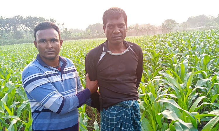 চাষী সেজে ভুট্টা ক্ষেতে আসামি, অতঃপর...