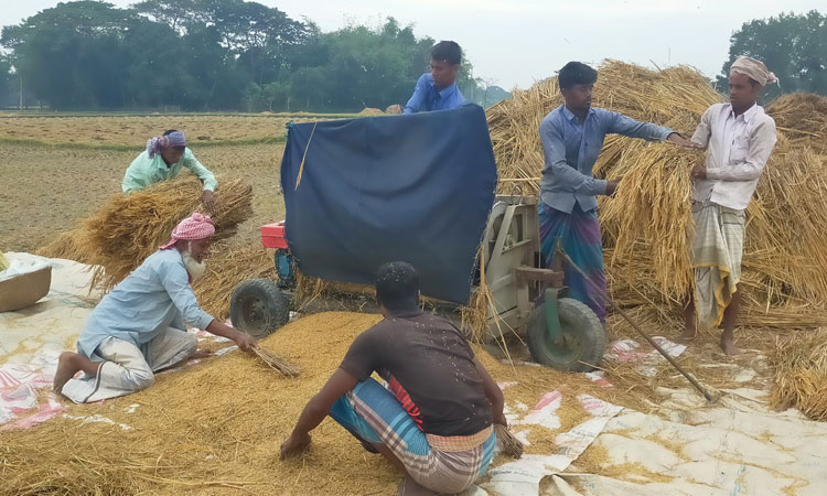 আমন কাটা ও মাড়াইয়ে মেতেছে নান্দাইলের কৃষক-কৃষাণী