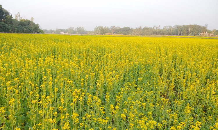 রাণীশংকৈলে সরিষার হলুদে ফুলে কৃষকের স্বপ্ন