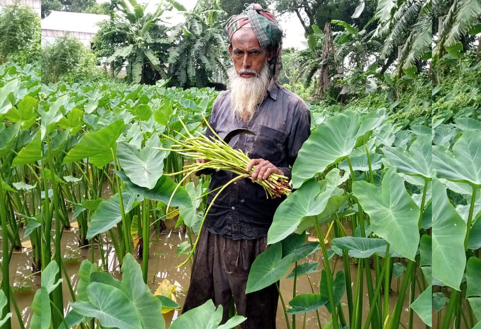 কচু বিক্রি করে লাখপতি জামাল উদ্দিন