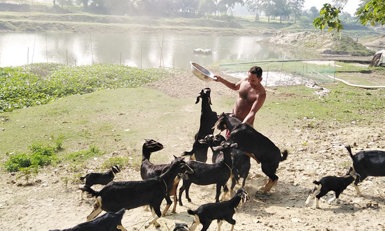 ছাগল পালনে ফিরল মনিরের সুদিন