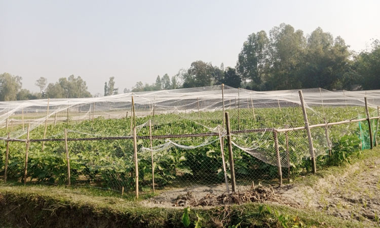 পাখির হাত থেকে ফসল বাঁচাতে ব্যতিক্রম উদ্যোগ