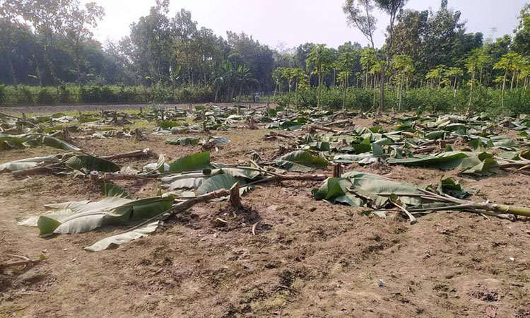 জীবননগরে ফসলের সঙ্গে এ কেমন শত্রুতা