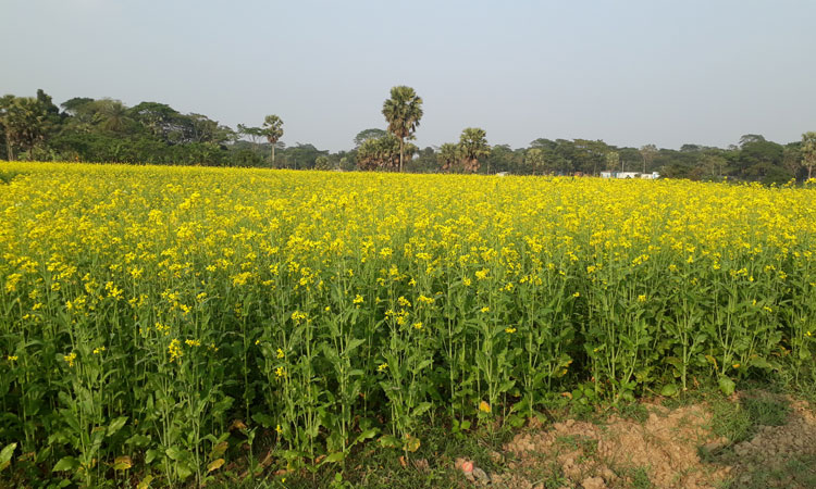 সরিষার হলুদ ফুলে সেজেছে ফরিদপুরের মাঠ