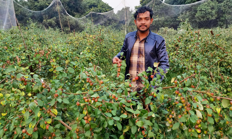 কাশ্মিরি আপেল কুল চাষে সফল তারেক