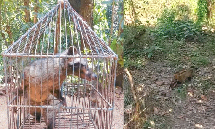 অবমুক্ত করা হলো বিরল প্রজাতির গন্ধগোকুল