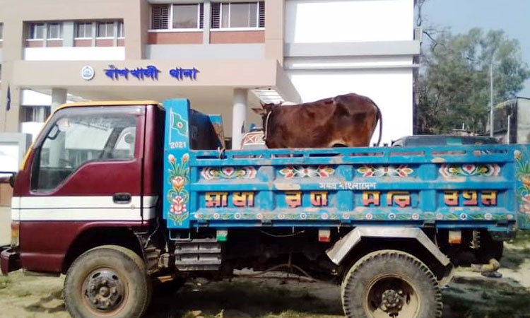 বাঁশখালীতে গরু চুরি, আটক ২