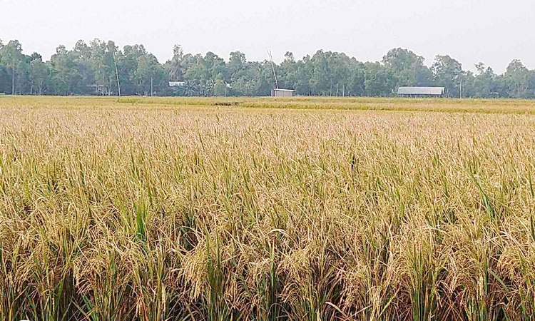 টাঙ্গাইলে ইটভাটার গ্যাসে পুড়লো ৩’শ বিঘার ধান