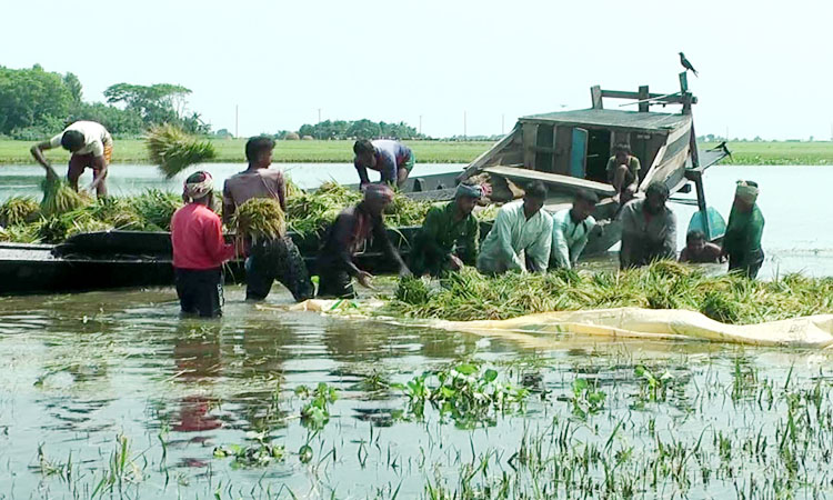 ইটনায় পানির নিচে কৃষকের সোনালী ধান