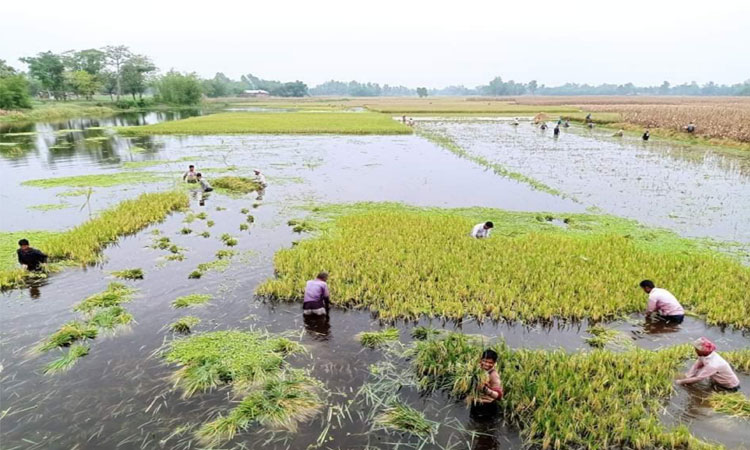 নীলফামারীতে শ্রমিক সংকটে তলিয়ে যাচ্ছে ধানক্ষেত