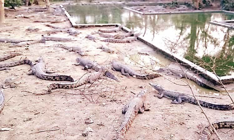 পি কের ঋণের ফাঁদে ভালুকার কুুমির খামার