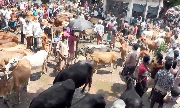 অবিক্রিত থাকছে বড় গরু, ছোট ও মাঝারীর চাহিদা বেশি