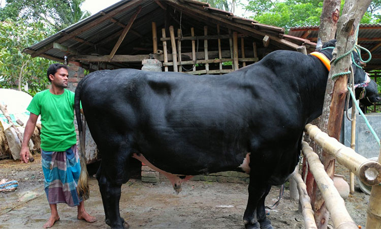 বিক্রি হয়নি ‘কালা পাহাড়’