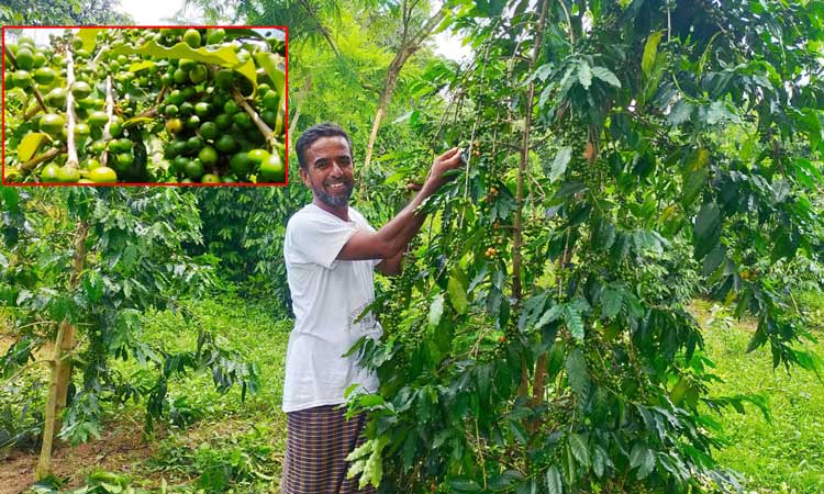 মধুপুরের গড়ে কফি চাষে উজ্জল সম্ভাবনা