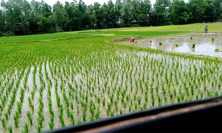 ফ্রি সেচ সুবিধা, জ্বালানি সাশ্রয় ৮১ কোটি টাকা