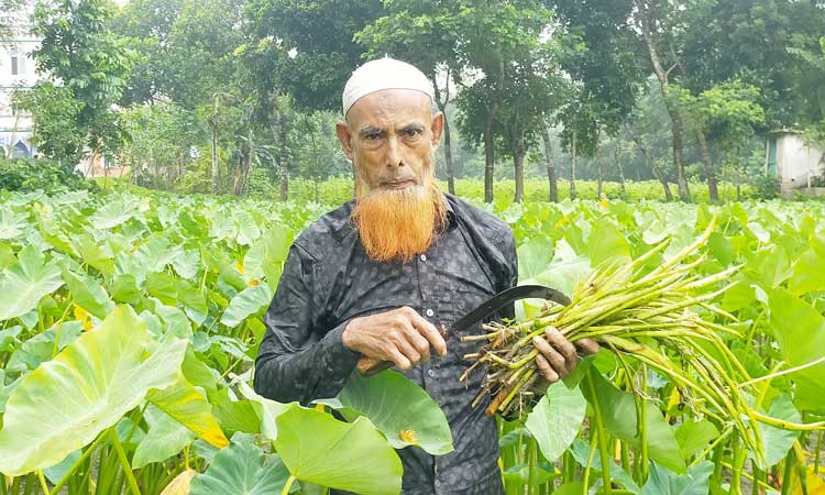 লতি চাষ করে স্বাবলম্বী জামাল উদ্দিন