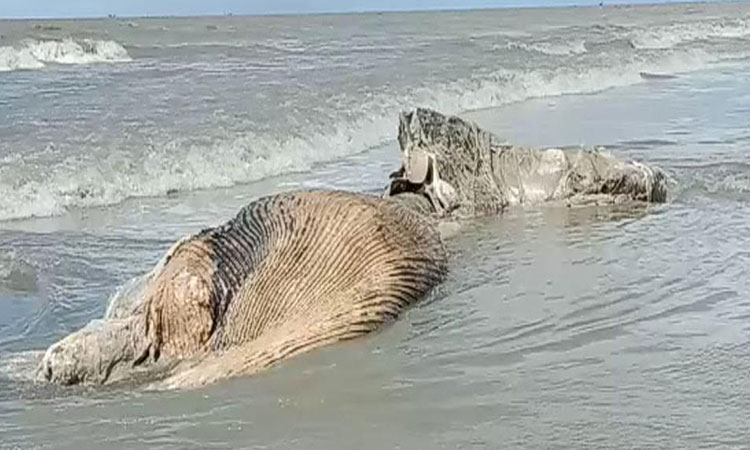 কুয়াকাটা সৈকতে ভেসে এলো বিশালাকৃতির মৃত তিমি