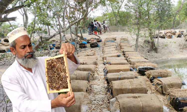 মধু উৎপাদনে স্বাবলম্বী খুলনার আবুল কালাম