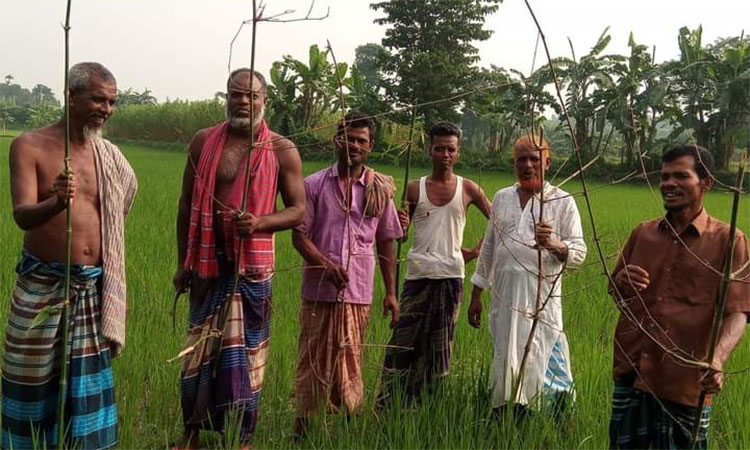 হোসেনপুরে পোকা দমনে পার্চিং