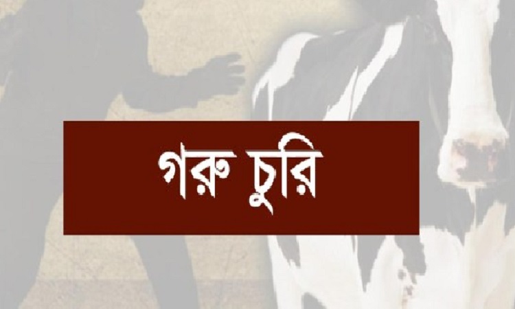 পাকুন্দিয়ায় এক রাতে সাত গরু উধাও!