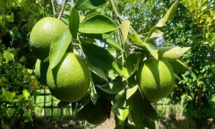 গুণের শেষ নেই মুসাম্বি লেবুর