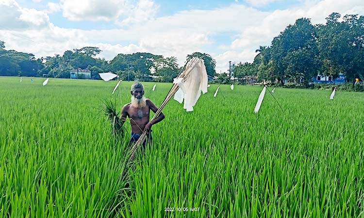 কেন্দুয়ায় ইঁদুরের আক্রমণ ঠেকাতে ধানক্ষেতে উড়ানো হচ্ছে পলিথিন