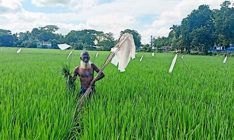 কেন্দুয়ায় আমন ক্ষেতে ইঁদুরের হানা, দিশেহারা কৃষক