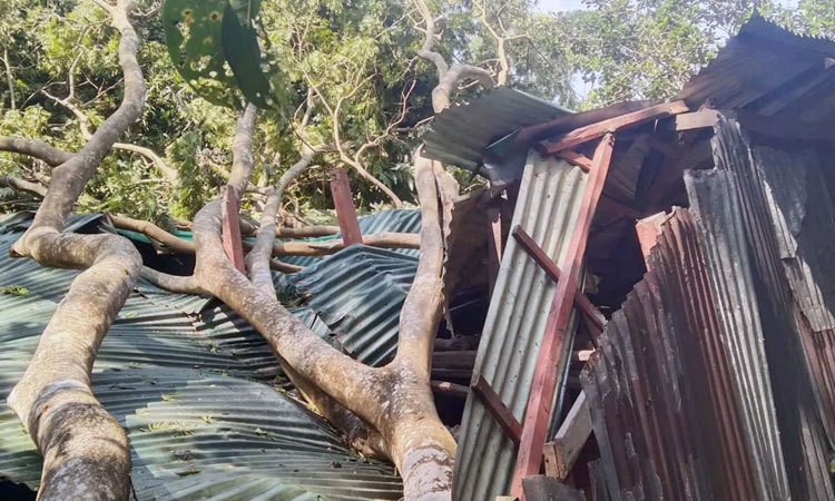 বাউফলে ঘূর্ণিঝড়ের তাণ্ডবে অর্ধশত ঘর বিধ্বস্ত