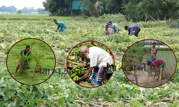 সিত্রাংয়ে কৃষিতে ক্ষতি ৩৪৭ কোটি টাকা 